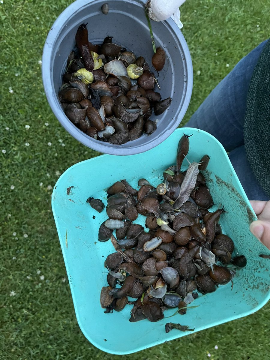 Wir haben dieses Jahr ein massives Ungeziefer Problem. Schnecken, Spinnenmilben und Blattläuse