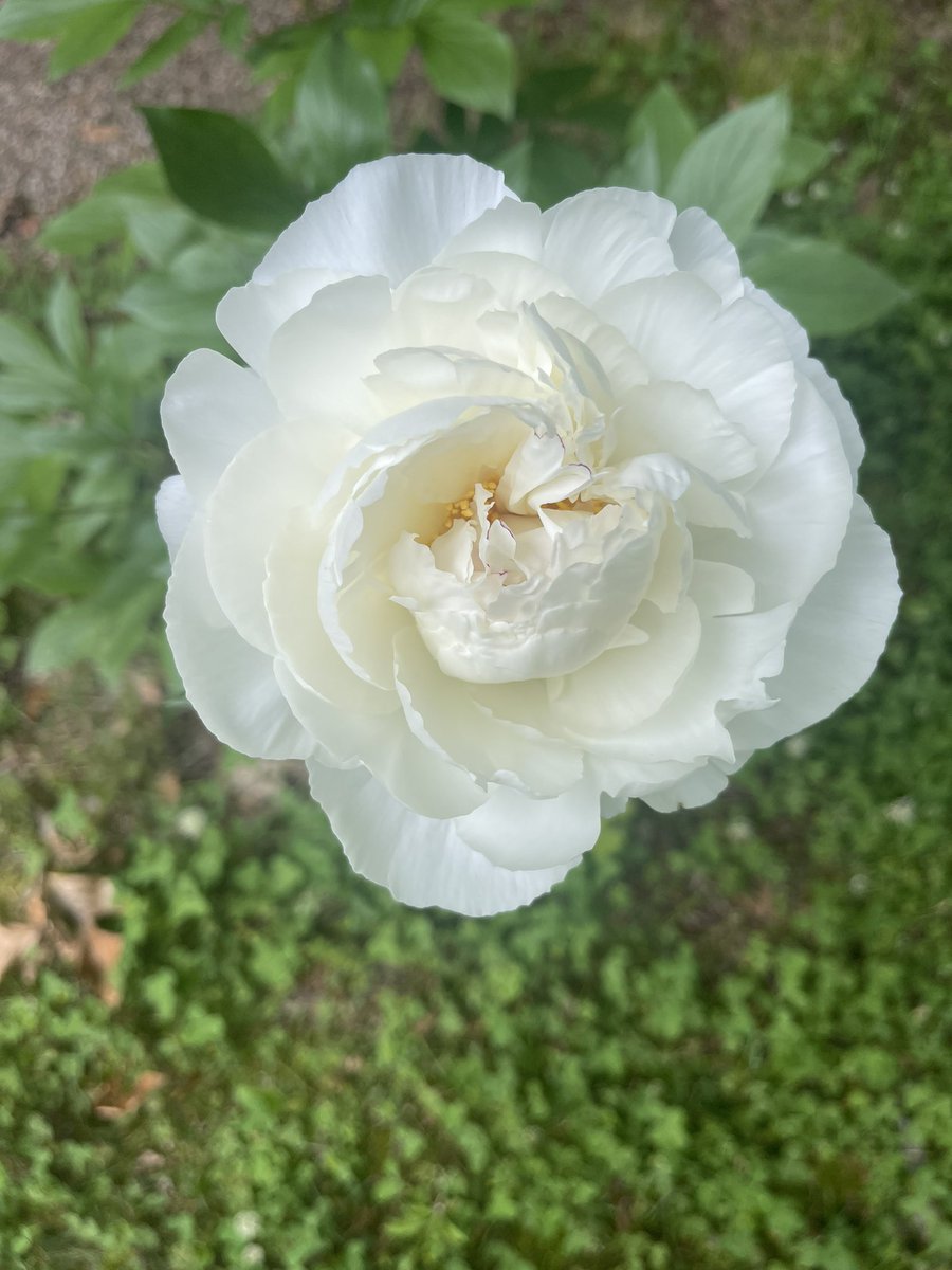 Blooming peony. This one just popped. #CTNatureFans