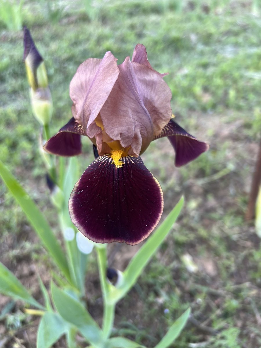 Lovely Louvois - small but perfect…