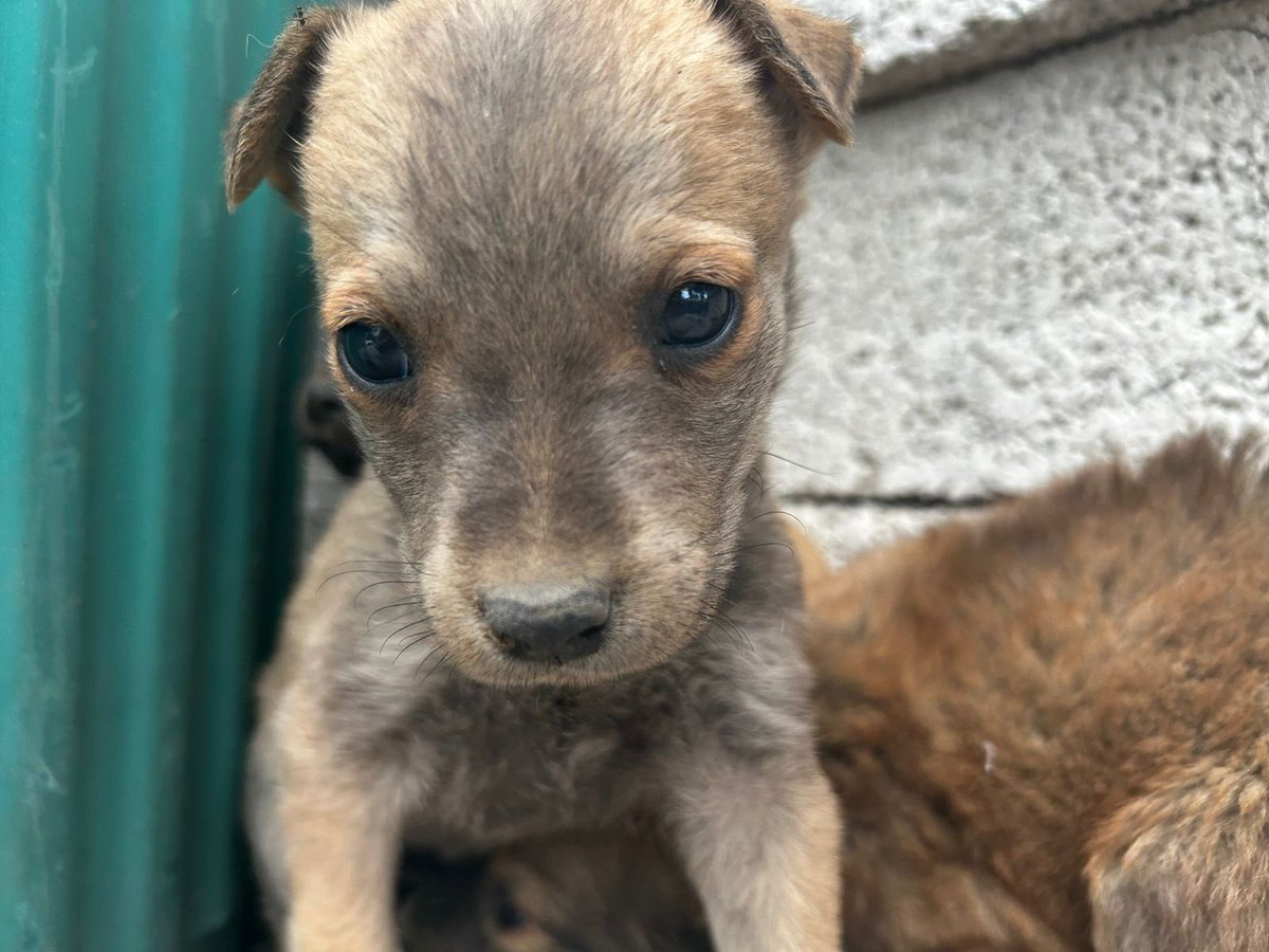 Quien va a adoptar a esta bebita preciosa con ojitos enormes y los colores más lindos que existen y a la que le encanta sentirse querida? 🧸