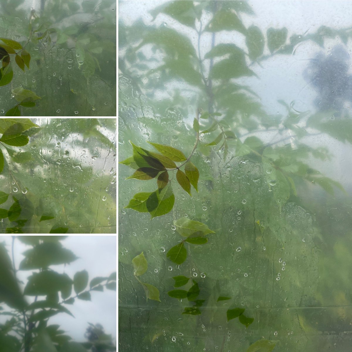 Kimnortondesign's tweet photo. Today’s allotment mood…..
#stuartroadallotments #allotment #allotmentlife #artistinresidence #polytunnel #rain #mayrain #maybankholiday #green #growth #growing #gardening #observing #place #site #southeastlondon #making #material #plants https://t.co/M4CZ3Koev0