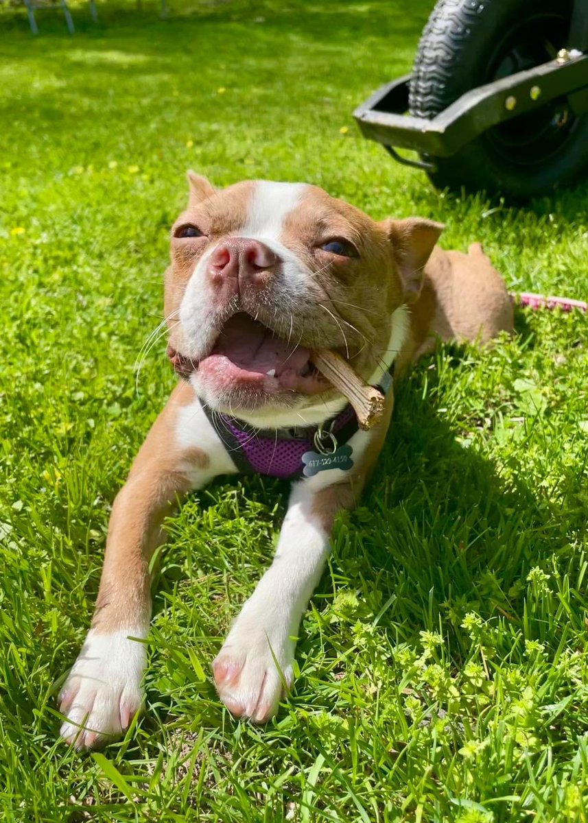 NEBTR's tweet photo. Hazel is Ready for Adoption!

🩷
My name’s Hazel, I’m sweet as sugar, smart, full of snuggly playfulness &amp; just under a 1 yr old! 🥰 

If you meet the requirements &amp; would like to apply to adopt Hazel, click here:
https://t.co/VdtpqOtwrG

Hazel is being fostered in Fairfield, CT. https://t.co/z2MFAe7TRl