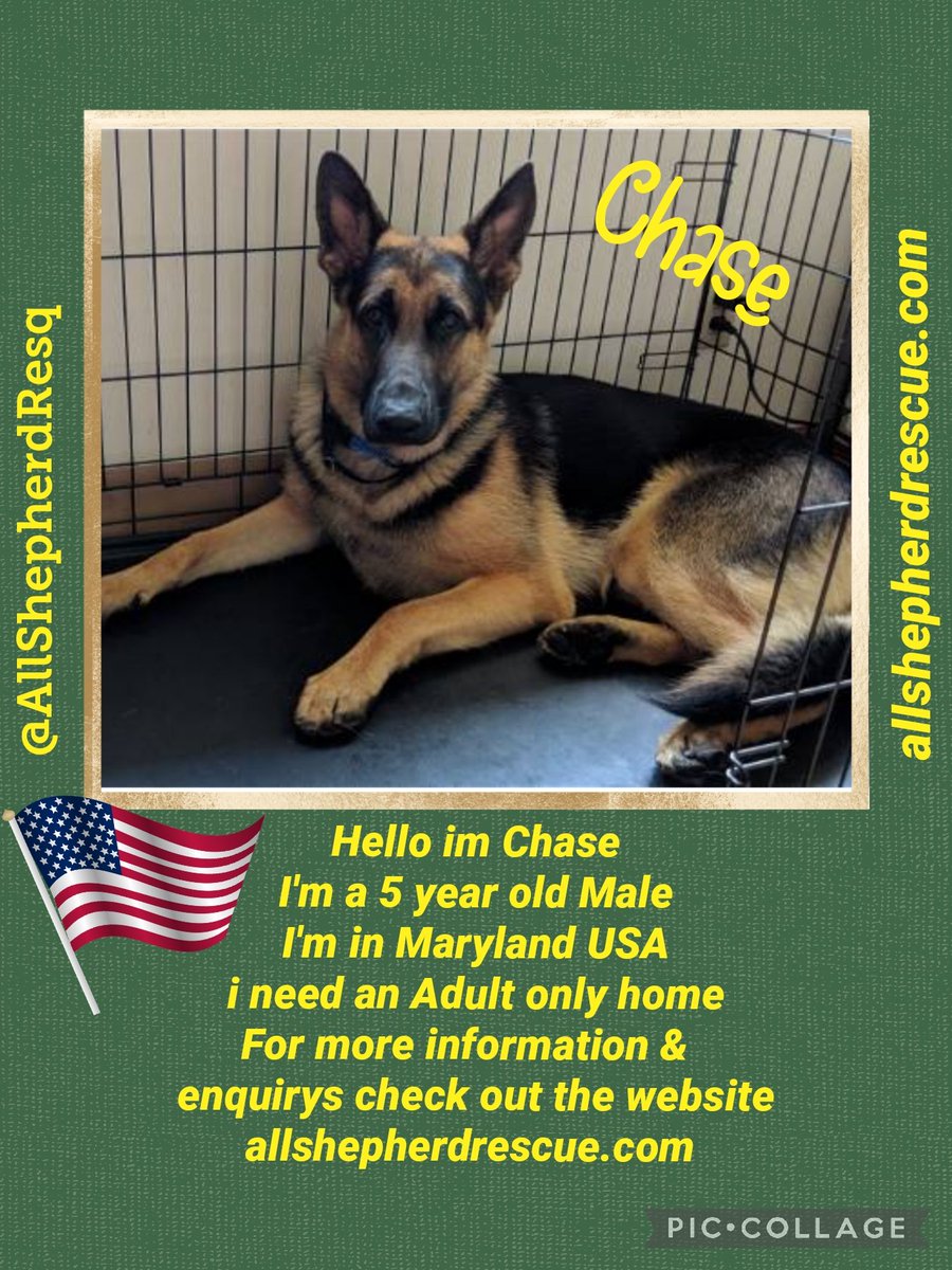 Chase needs a home 🏡 if you are in #Maryland #Virginia #WashingtonDC #Pennsylvania check out the allshepherdrescue.com website for more information 😀 #USA #AdoptDontShop #k9hour #rehomehour #forgottensoulshour