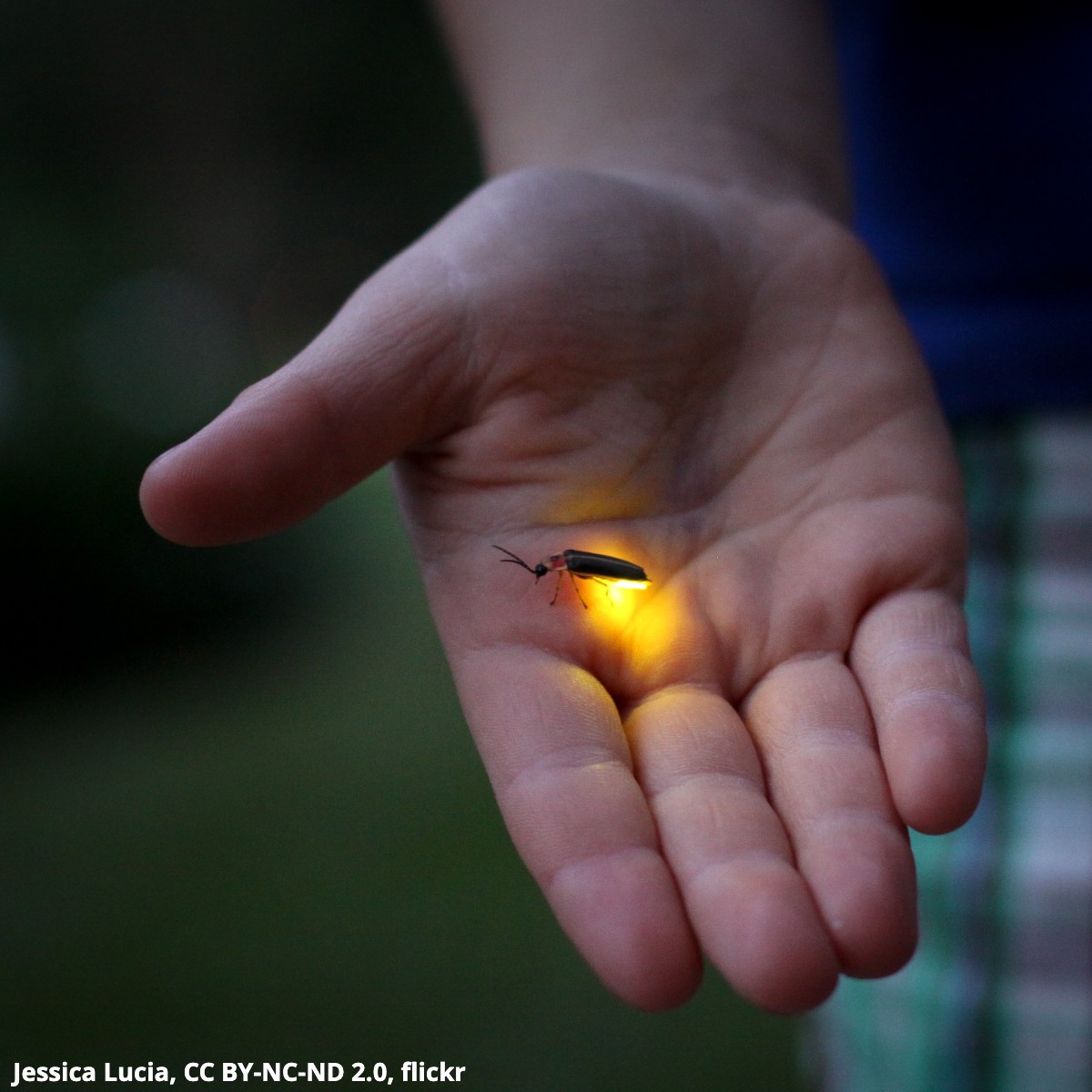 DYK? Fireflies use a system of flashes in some of the ways we use words: to attract, to say, “Here I am,” even to deceive. They emit light from a tiny organ, called a lantern, on the underside of their abdomen, where a biochemical reaction releases energy in the form of light.