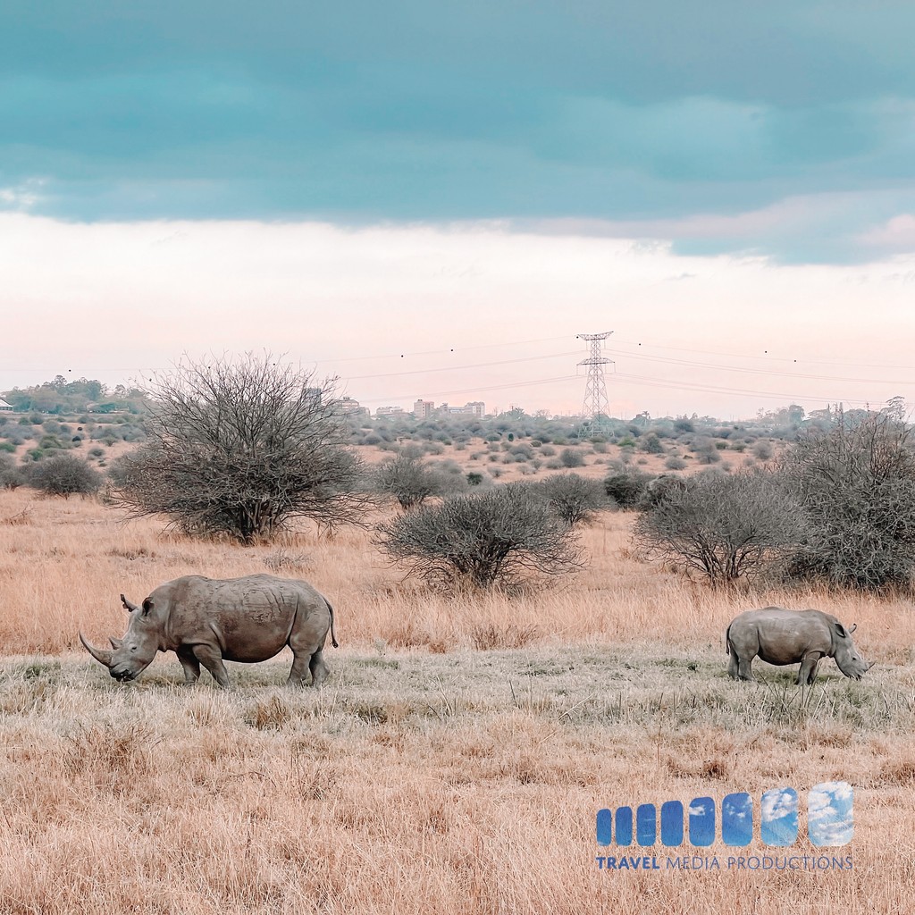 Witness the tender bond between a majestic white rhino and its adorable calf as they navigate the African savannah together. These gentle giants are a symbol of resilience and maternal love. 

#WhiteRhino #RhinoConservation #ProtectWildlife #PreserveHabitat #EndangeredSpecies