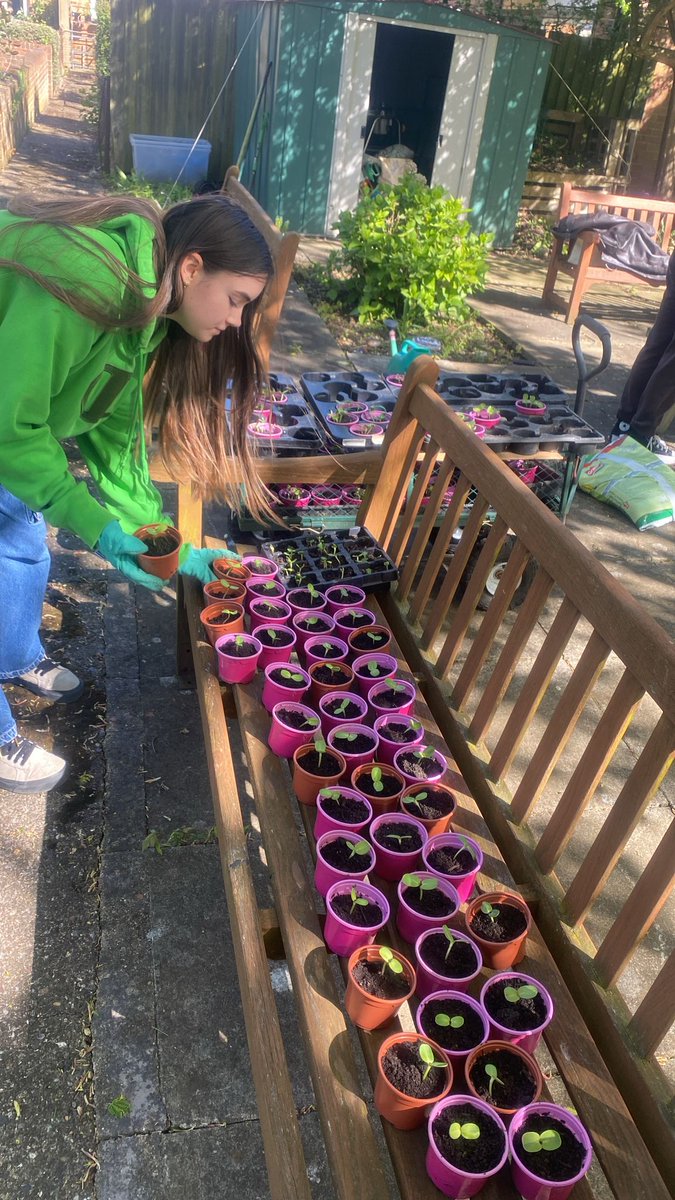 Our sunflower seeds are germinating. How are yours coming along? 🌻🌻🌻 northamptonhopecentre.org.uk/donations/ #50YearsofHope #50Sunflowers