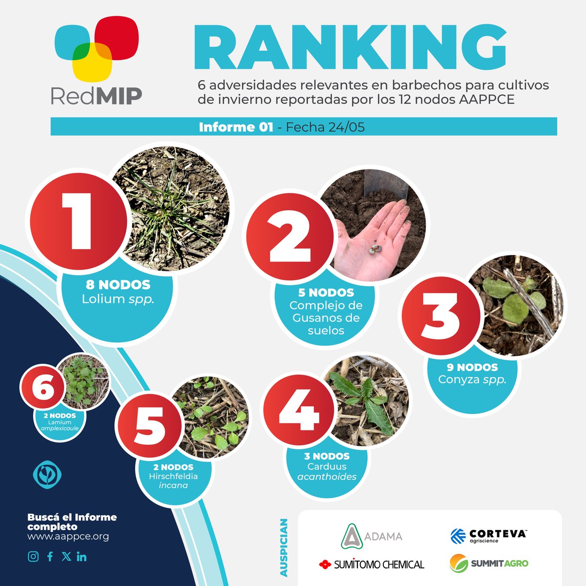 🌿🔴 #RankingRedMIP:  adversidades más reportadas en el último #InformeRedMIP.

🔺🌿 #Lolium 
🔺🐛 Complejo de #GusanosdeSuelos
🔺🌿 #Conyza 
🔺🌿  #Carduus acanthoides 
🔺🌿 #Hirchsfeldia incana
🔺🌿 #Lamiun amplexicaule

📑 Revisá tu zona:  bit.ly/3wSwtBV

#NodosAAPPCE