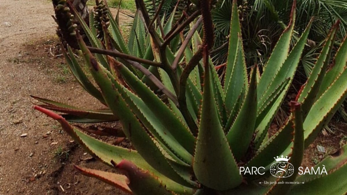 👉 L'#AloeVera, també conegut com la planta de la immortalitat, ha estat utilitzat en la medicina tradicional des de fa milers d'anys.

Les seves propietats van des de desintoxicants fins a regeneradores 😃

Descobriu el poder curatiu d'aquesta planta mil·lenària a #ParcSamà! 😉