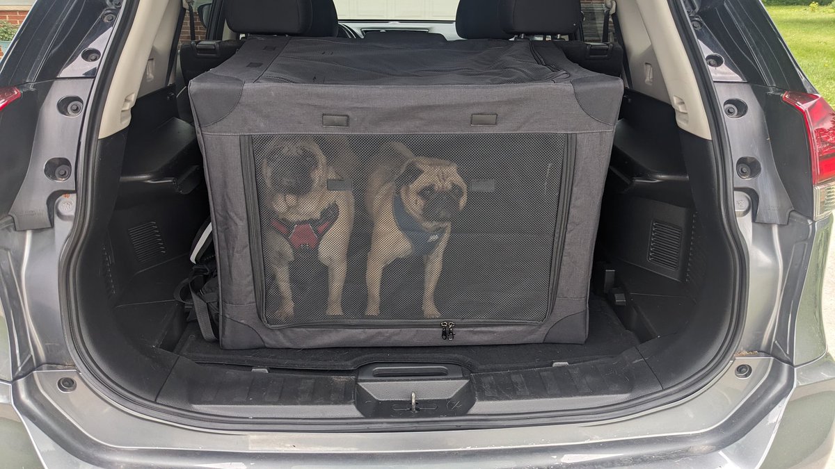 Puggies going for a ride!