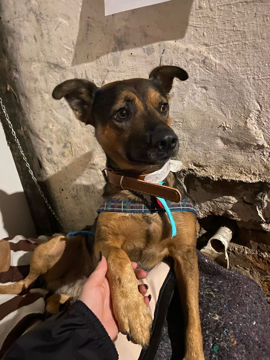 pppamellaa's tweet photo. Esse dog foi resgatado da enchente, da cidade de Eldorado. Chegou no nosso abrigo com a corrente da tutora no pescoço escrito “mãe de 🐶” queremos muito encontrá-la. Atualmente ele está em LT mas já tentou fugir 2x, é macho, filhotão e com certeza está c muita saudade de casa. https://t.co/vJjxjzD8zt