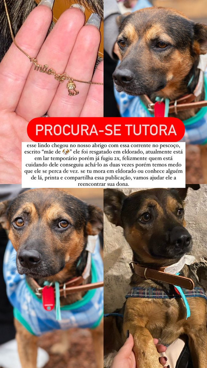 pppamellaa's tweet photo. Esse dog foi resgatado da enchente, da cidade de Eldorado. Chegou no nosso abrigo com a corrente da tutora no pescoço escrito “mãe de 🐶” queremos muito encontrá-la. Atualmente ele está em LT mas já tentou fugir 2x, é macho, filhotão e com certeza está c muita saudade de casa. https://t.co/vJjxjzD8zt