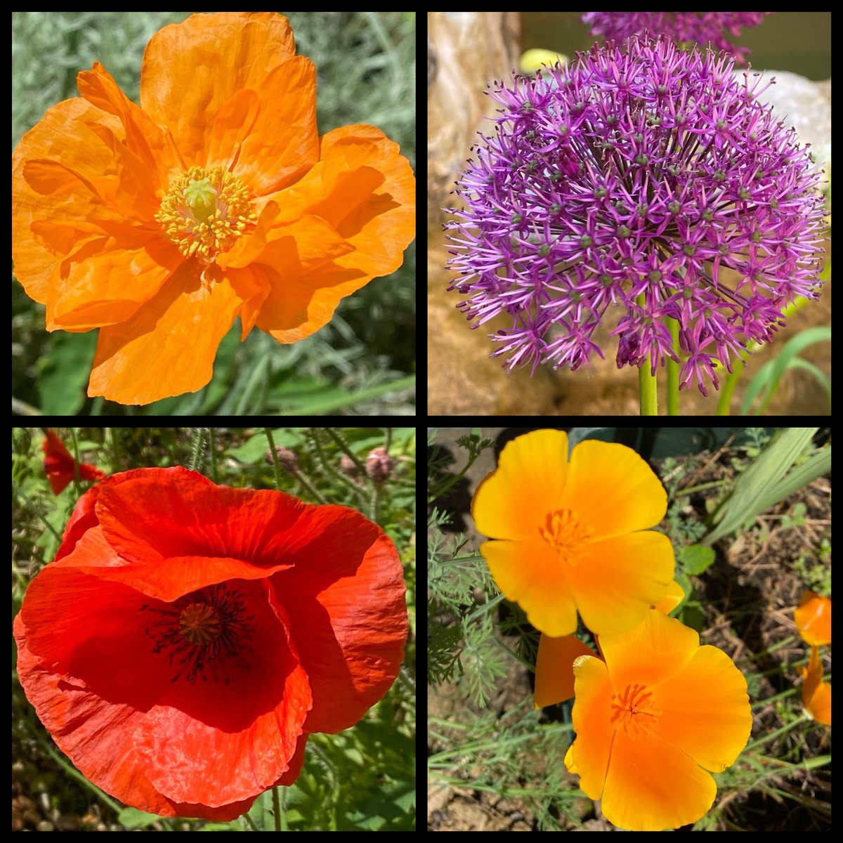 shewolfgirl70's tweet photo. @GardensHour Spent a lot of time weeding, planting donated ferns, day lilies, ceanothus &amp; deadheading. Planted homegrown cosmos, nasturtiums &amp; marigolds @GardensHour #GardensHour #GardeningX #workgarden #mentalhealth #peaceful https://t.co/XSs08OlXpf