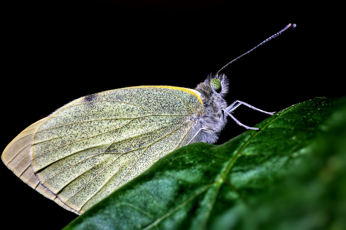 Large white 
#butterfly #macrophotography