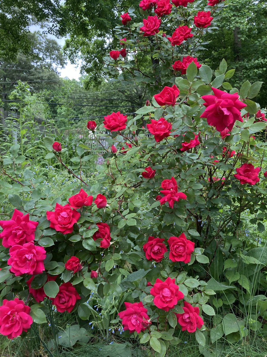 Roses in my front yard blooming just in time to remember and honor today all of those who have sacrificed their lives for the rest of us. Always remember.🫡🇺🇸Happy Memorial Day to all Americans.