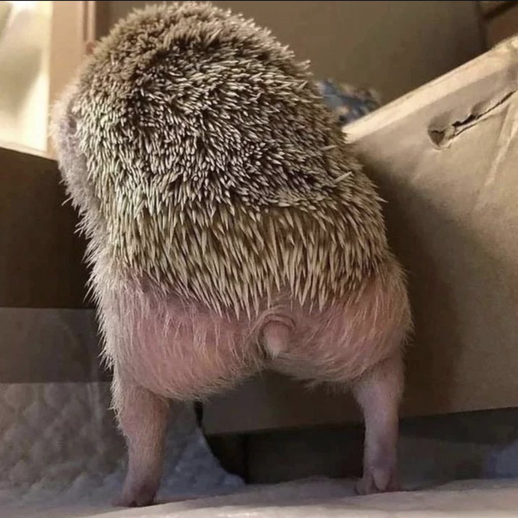 Carl The Hedgehog tweet media