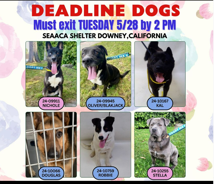 🆘💔🆘The other shelter in Downey #California, SEAACA, has 6 dogs deadlined tomorrow, 5-28😱12 more dogs are deadlined there from 5-29 thru 6-1😲 If you can #ADOPT a SEAACA dog, contact info is in thread🙏