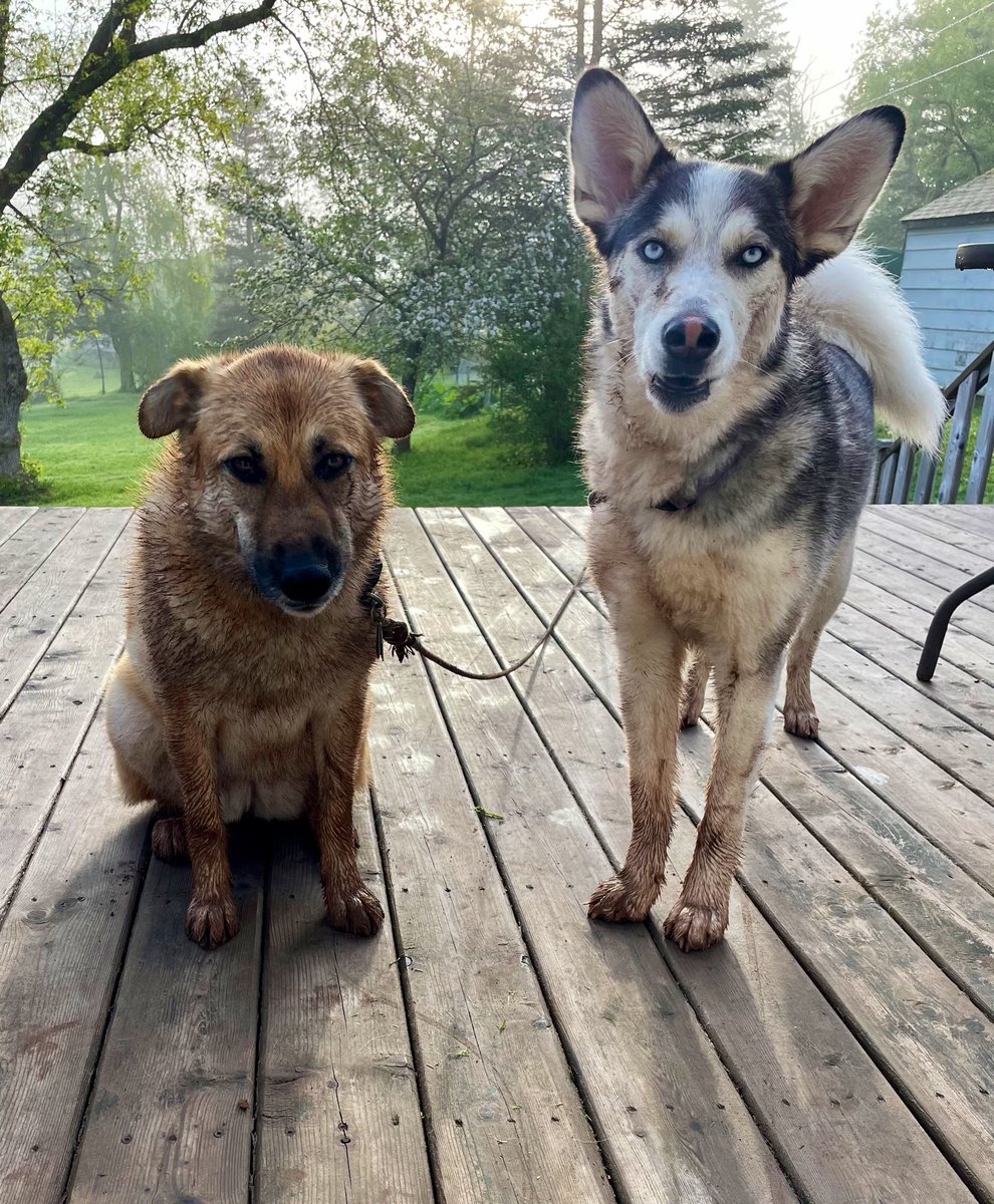 Apparently they had the zoomies early this morning.