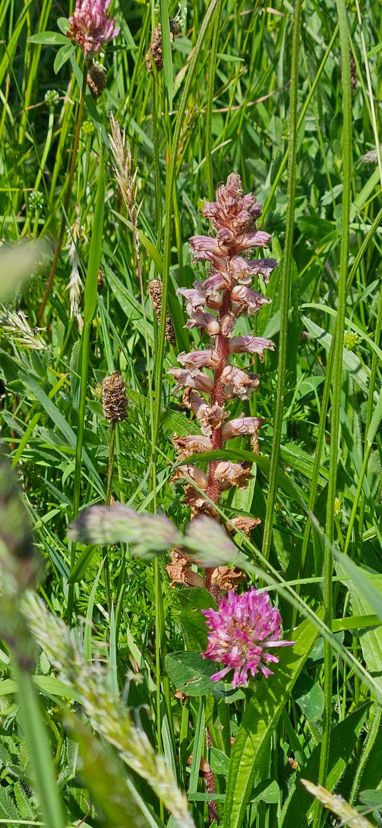 janeayto's tweet photo. Common Broomrape, Orobranche minor at Billacombe Green, Plymouth. @BSBIbotany @wildflower_hour @thewildflowersociety https://t.co/LxUL5ameeV