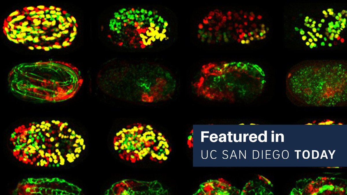 New 'Atlas' Unveils Groundbreaking Insights into Gene Function During Early Embryo Development: A decade-long project culminates in a comprehensive gene databank, shedding light on numerous genes linked to human disorders. Learn more at today.ucsd.edu/story/new-atla….
