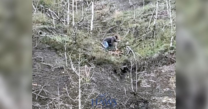 Wild horse rescue: Bystander pulls foal from edge of Alberta cliff dlvr.it/T7T9nQ