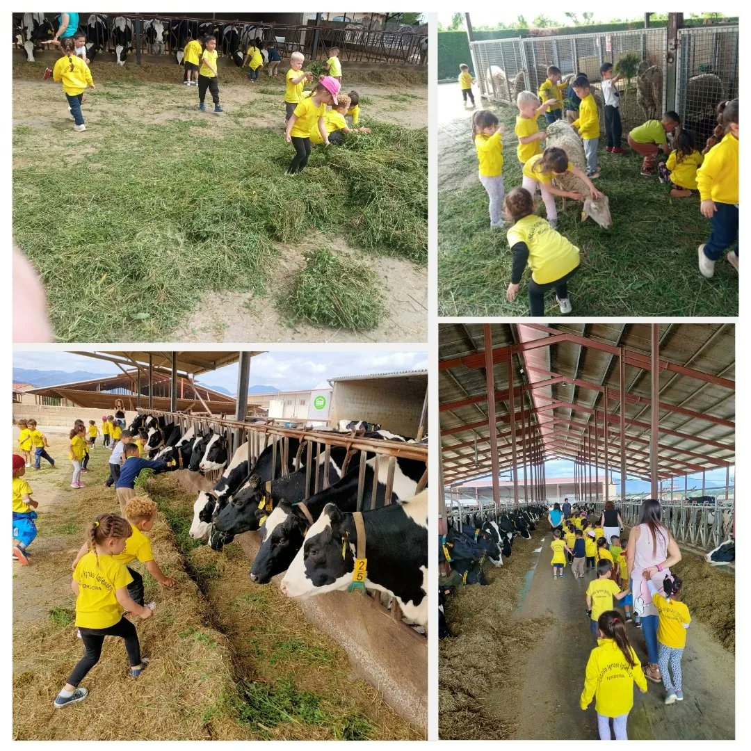 Els nens i les nenes d'I3 hem visitat la @granjamasbes de Salitja. Hem gaudit molt veient la granja i hem tocat i donat menjar a les vaques, ovelles, cabres, gallines...
Quantes vaques hem vist! Un dia fantàstic! @Aj_Tordera #tordera