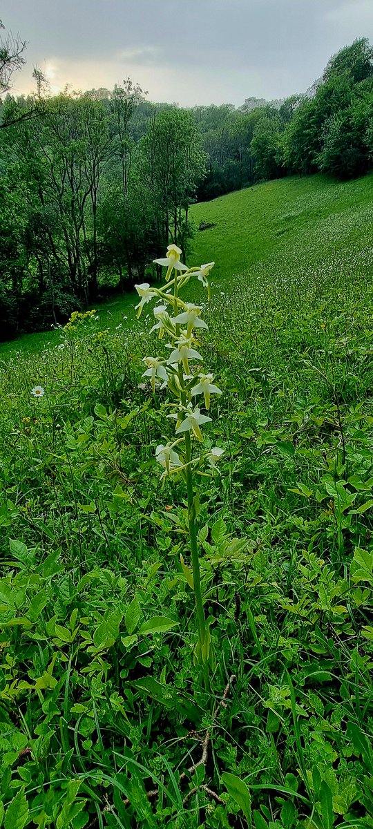 Greater butterfly orchid standing tall showing off spotted from miles away @EuropeanOrchids @SurreyHillsNL @CityCommons @ukorchids @Britainsorchids @Orchid_hunters