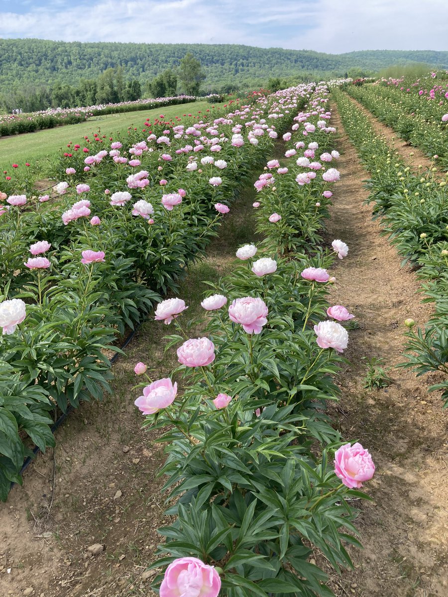 NaturSpa_com's tweet photo. Pictured, #LongValleyPeonies farmer Phil minding herbaceous FDR peonies (named in honor of Eleanor, Mrs. FDR). https://t.co/wfvRHMhztZ