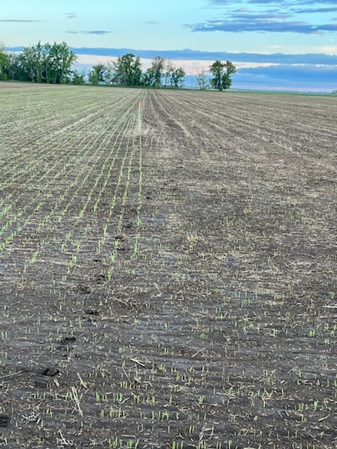 ABSeedman's tweet image. YOUR trials, YOUR mgmt, to get YOUR data. We always, ALWAYS advocate doing your own trials when a new product comes along. Here is an example of a client who is a 1st time user of @ecotea_tm Seed Dressing on his barley.