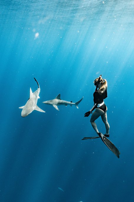 Just a mermaid admiring two beautiful sandbar sharks 🦈 https://t.co/8pTqYPnh42<a href="/tag/modellife"class="tags"><span>#modellife</span></a>