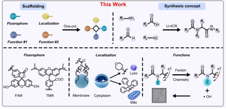 PSB_lab's tweet image. New preprint on dyes with interesting functionalities with Dr. Lei Zhang from Nanjing Tech University:
biorxiv.org/content/10.110…