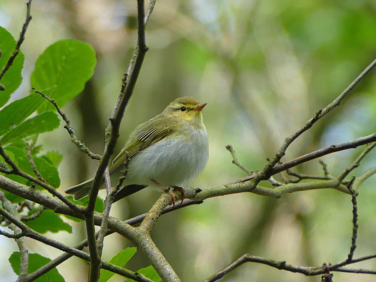 Another pic of the Wood Warbler  #Northantsbirds