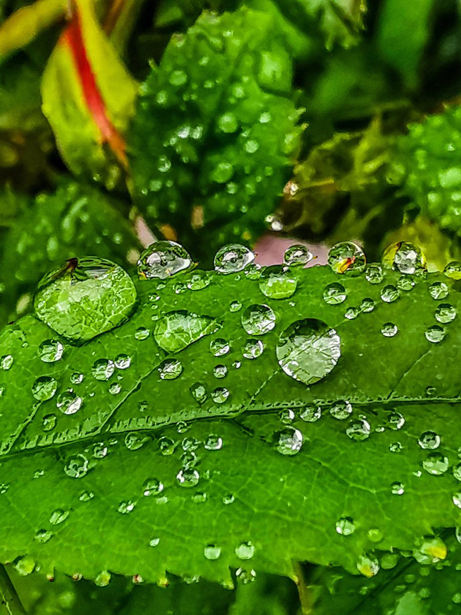 #macromonday #green #droplets