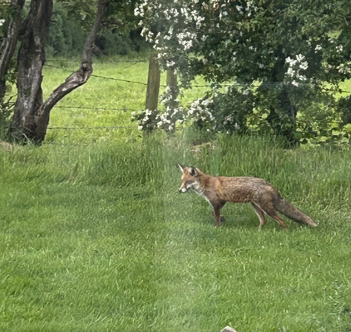 MccauslandLinda's tweet image. We had a visitor tonight🦊