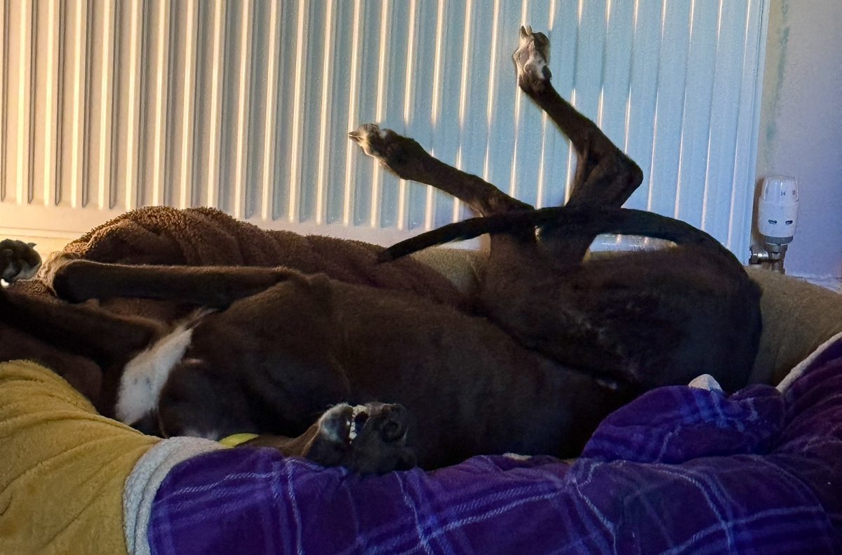 Always, always, always read the instructions before you assemble your greyhound!