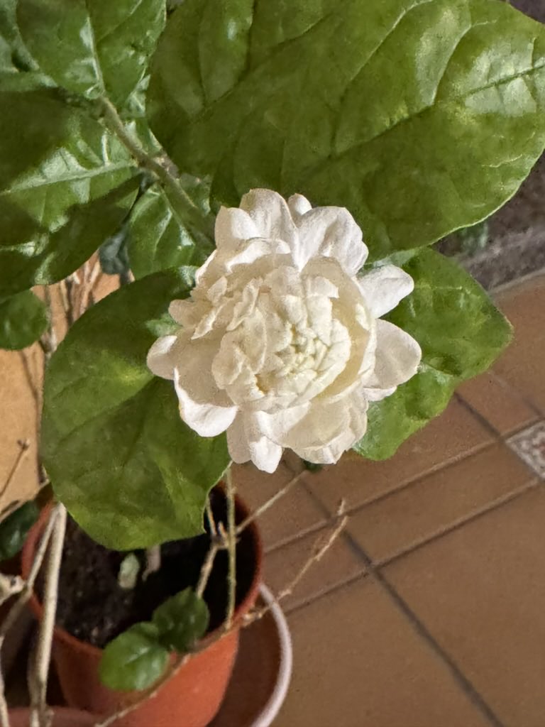 د.خورشيد توفيق Pulmonologist tweet media