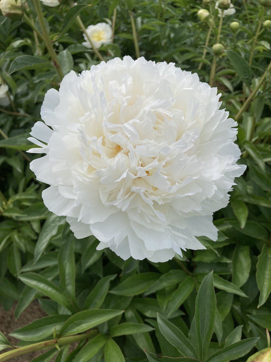 wineryworks's tweet photo. Name that #AmericanViticulturalArea 
Peony Lane Winery!!! https://t.co/M9Pr20RMKt