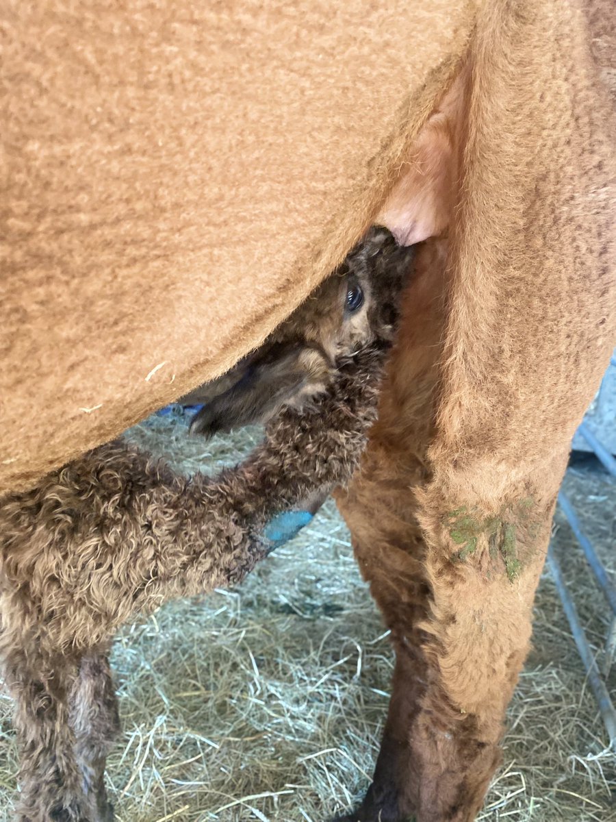 BingfieldAlpac1's tweet photo. After a horrendous week of some huge lows Mississippi gave us a wee girl late last night small but perfectly formed say hi to Clemintine #Clemintine #love #hardweek #highandlows https://t.co/VTsLEg7VKD