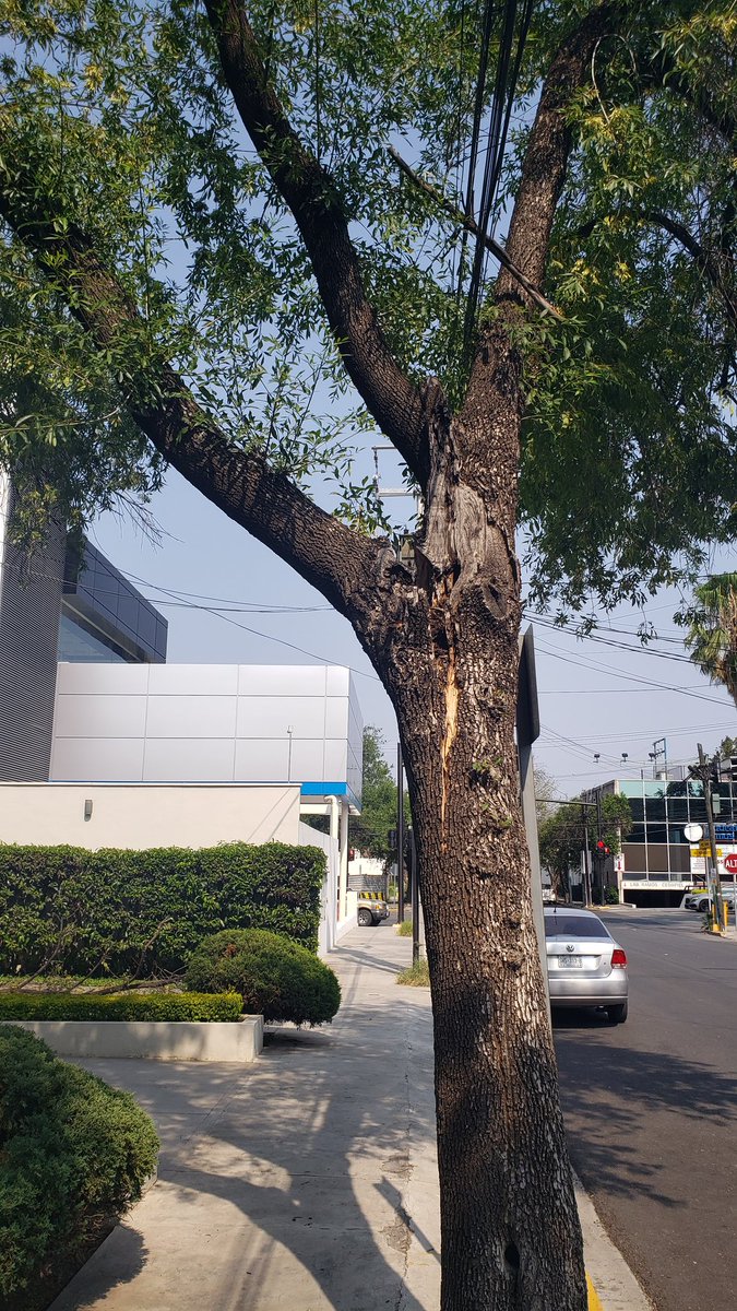 isgonhd's tweet photo. @911SanPedro un árbol grande sobre la banqueta municipal en Rio Rhin 635, casi esquina con Humberto Lobo, está a punto de caerse. Desde el jueves pasado lo reportamos, pero no han asistido. Con los vientos de la semana pasada se partió. Favor de mandar cuadrilla a revisar https://t.co/MTB58M6ERl