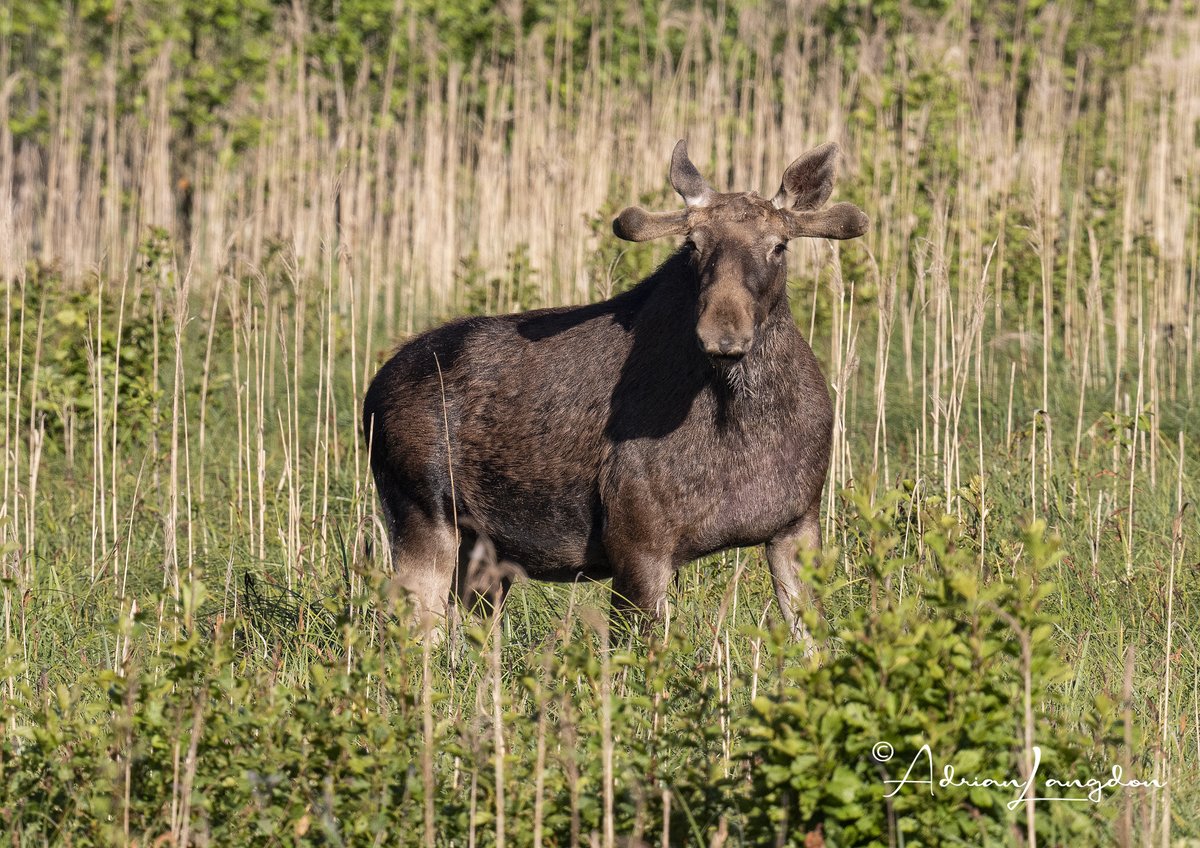 Posted photos and chat on my blog about photographing European Bison & Elk (Eurasian Moose) in Poland earlier this month. Check it out by clicking on link below... images-naturally.co.uk/2024/05/euroea… @CwallWildlife @Kernowringer @camelbirder @JasminaGoodair #wildpoland @BobBosisto