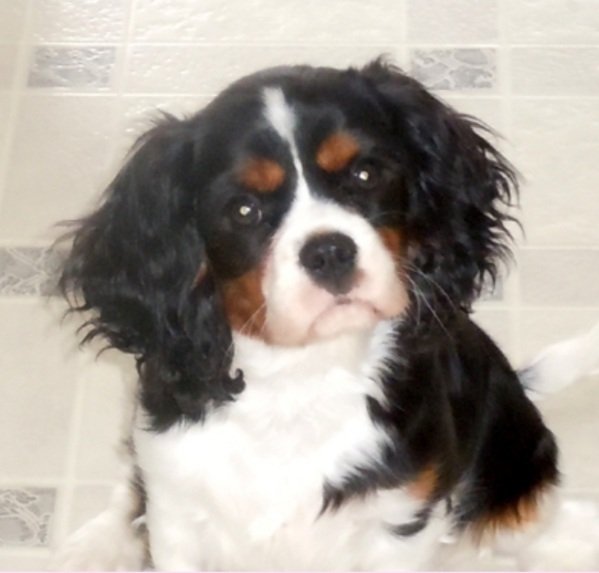 chester_friends's tweet image. #Cavpack Yesterday we heard the very sad news that our loving Canadian friend Rossi gained his wings💔
As is tradition please will you join me at 8pm GMT 9pm CET and 3pm EST tomorrow (Tuesday) to light our candles to help him on his way. @MelissaMillar30 Please retweet xx