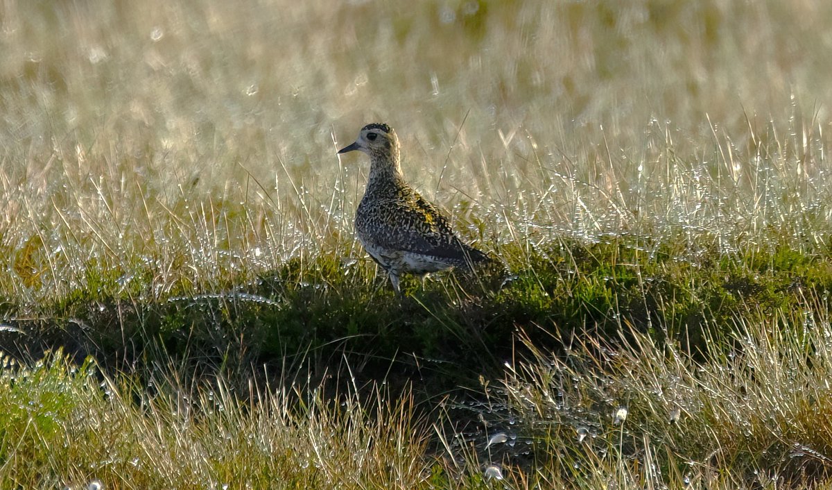 The moors are alive at the moment here in Northumberland