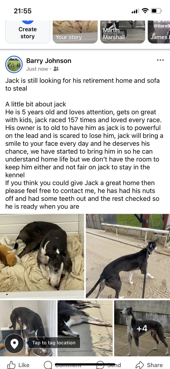 westcountry greyhound kennels (@devondogger) on Twitter photo 