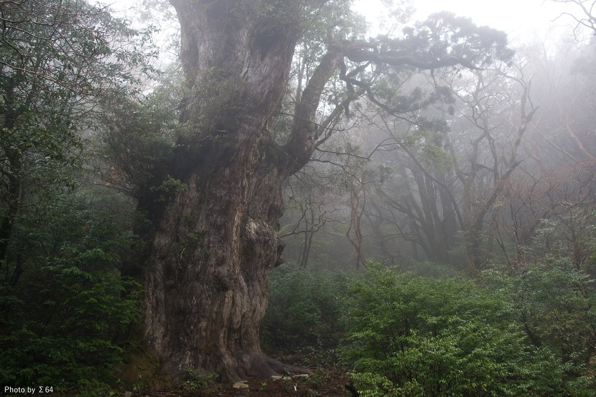 58年前の今日。1966年5月28日、鹿児島県の屋久島で縄文杉と呼ばれる巨大な古木が発見されました。2008年、東京大・名古屋大の研究グループが樹齢約2000年の直径約2mもの屋久杉を分析して1000年以上前の太陽活動を復元。中世温暖期は今より太陽活動が活発だったことが裏付けられました。 #今日は何の日