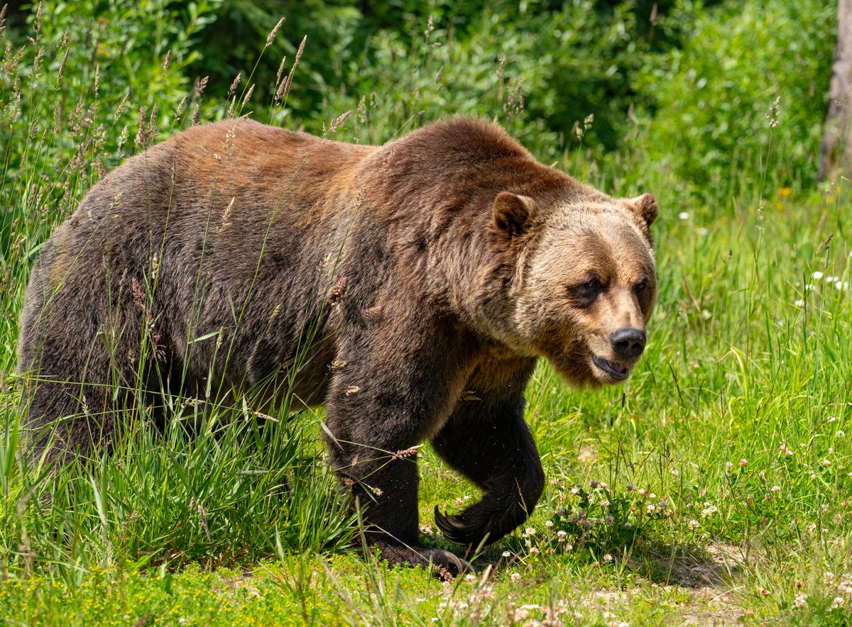 We are excited to welcome you back for another summer at the Horse 🐎 Our summer opening day is this Friday, May 31! Soar with us to 7'700' on the Golden Eagle Express, dine at Canada's highest-elevation restaurant, and visit Boo at the Grizzly Bear Refuge.