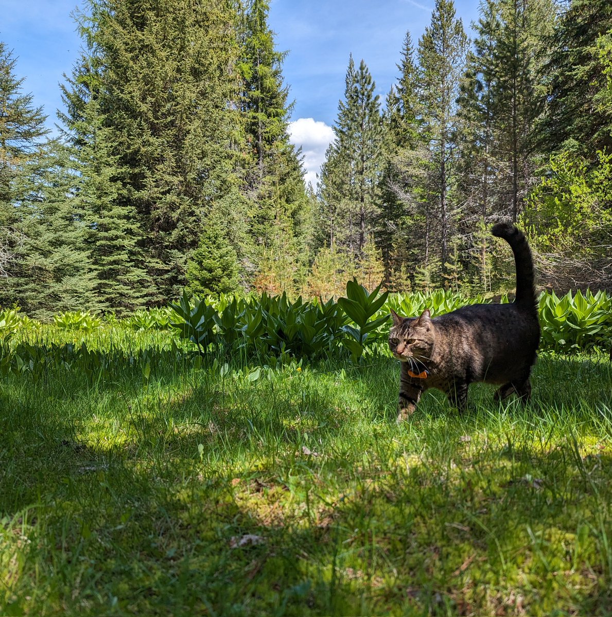 It's one of those spring days that we can't get enough of! 💚
Wallowa Whitman National Forest