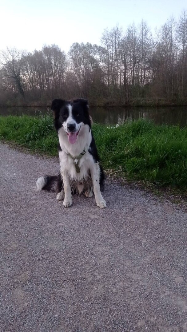 🟠 🐶 Chien perdu le 26/05/2024 à Saint-Denis (93200).
Race : Border Collie / Âge : 2 an(s)
Toshi / Mâle / Identifié(e) : Oui

☎️ 0633474905
📧  emeline.julia@gmail.com

#VigiPets #chienperdu #chientrouve #chien #perdu #trouve