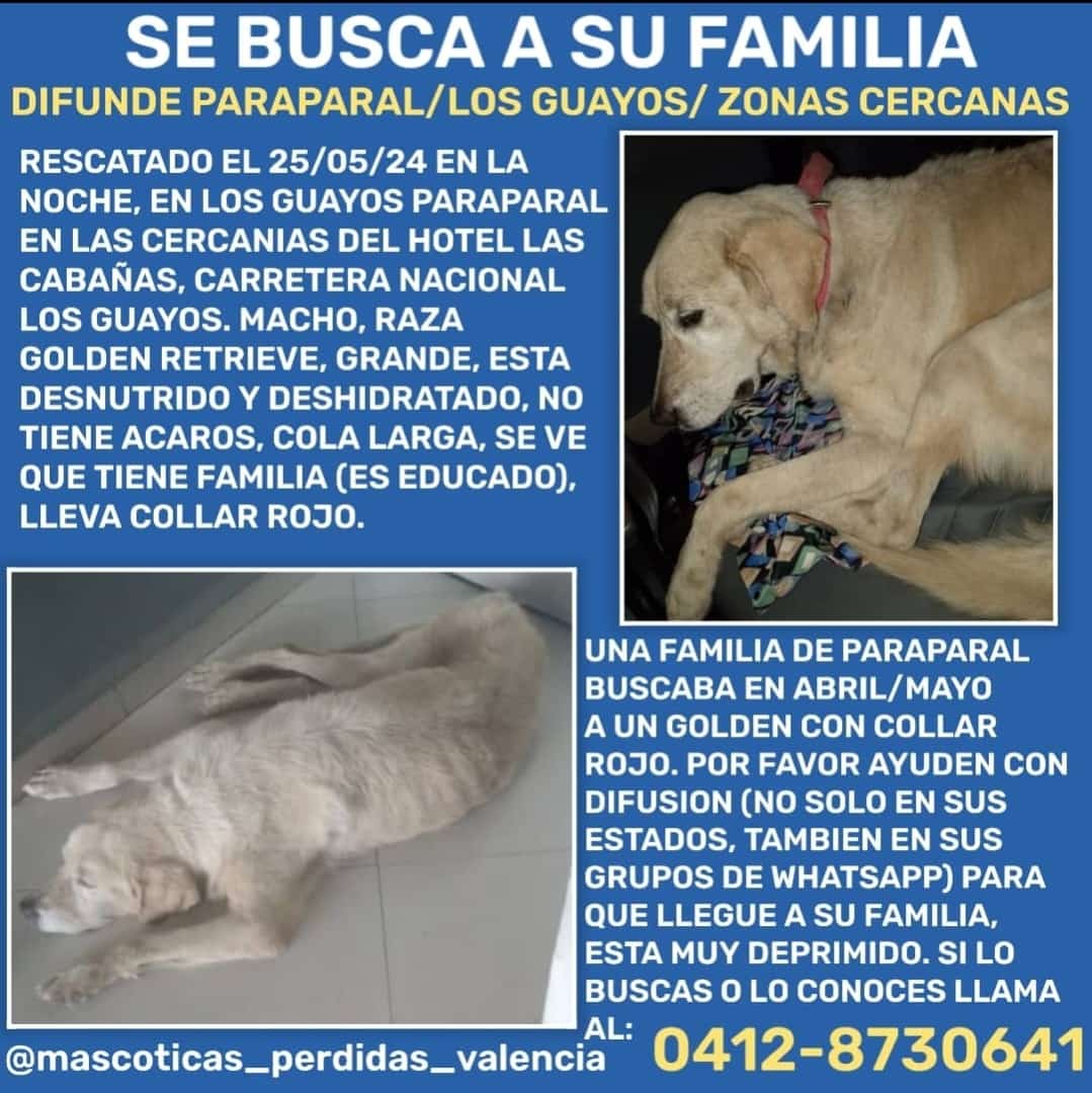 *_ATENCIÓN_* #MASCOTASPERDIDAS Golden Retriever ubicado en la zona de años Guayos. Collar rojo. Se busca a su familia🥹🥲 Favor difundir.Gracias🙏🏻🐶