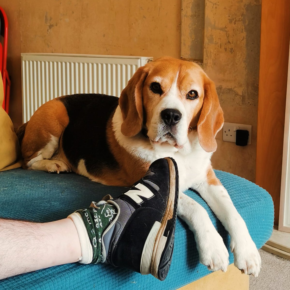 🐶 "trainers on means it's outside time now... I'm ready!"