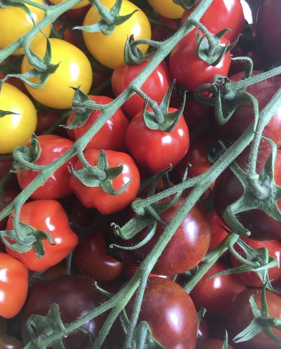 FirstChoiceVeg's tweet photo. British Tomato Fortnight 

@NutbourneTomato ❤️ https://t.co/QSqlcu9oVL