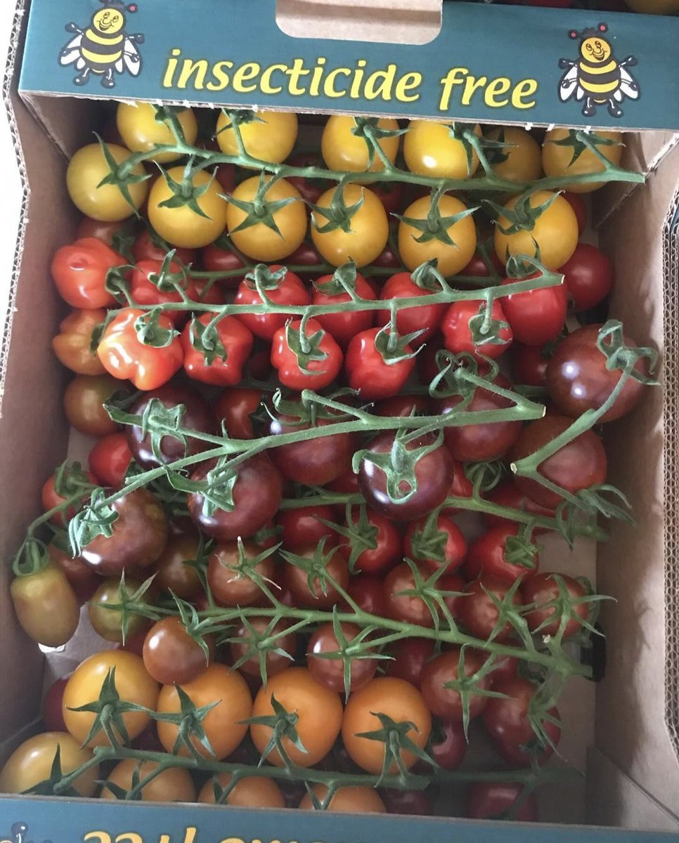 FirstChoiceVeg's tweet photo. British Tomato Fortnight 

@NutbourneTomato ❤️ https://t.co/QSqlcu9oVL